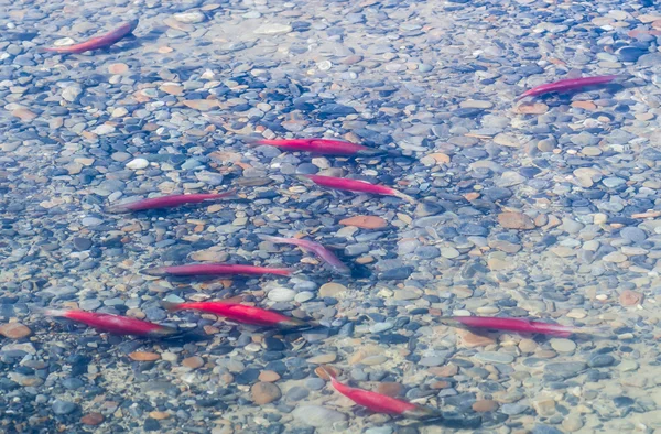 Deposizione delle uova di salmone — Foto Stock