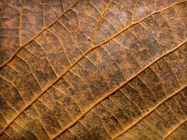 Leaf grunge konsistens — Stockfoto