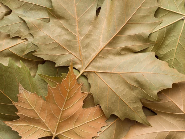 Maple leaf achtergrond — Stockfoto