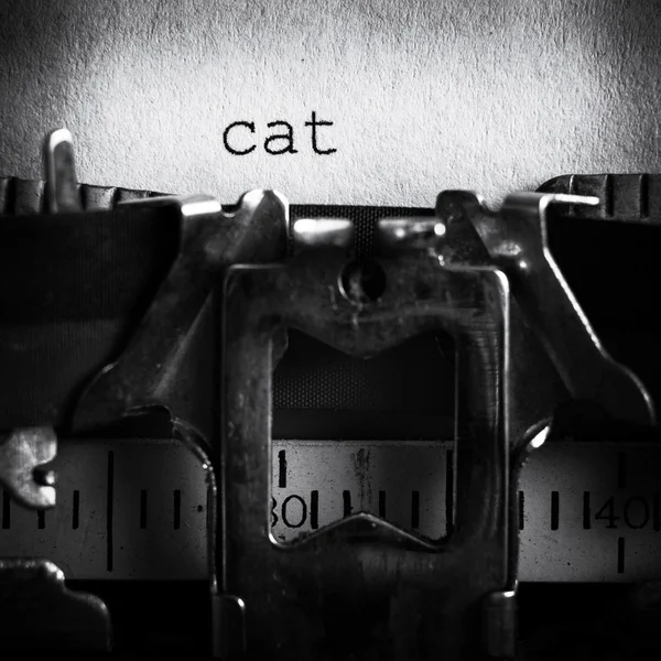 Γάτα έννοια — Φωτογραφία Αρχείου