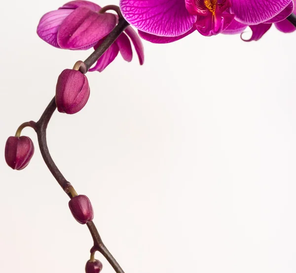 Fondo del Orchid — Foto Stock