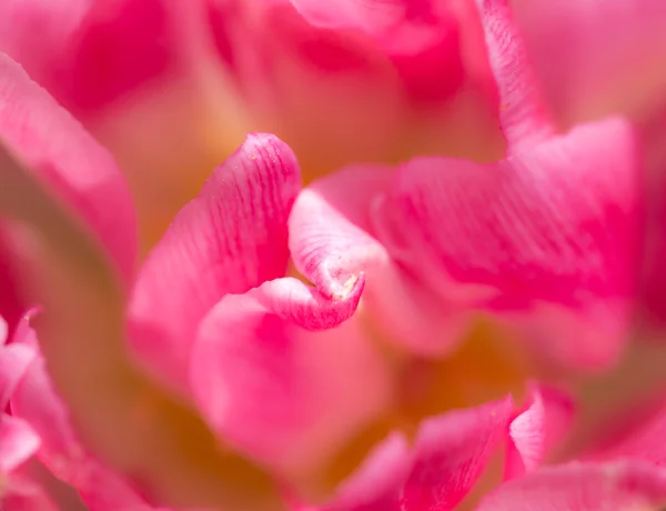 Tulipán květ abstrakt — Stock fotografie