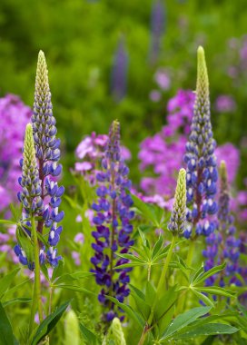 Lupins