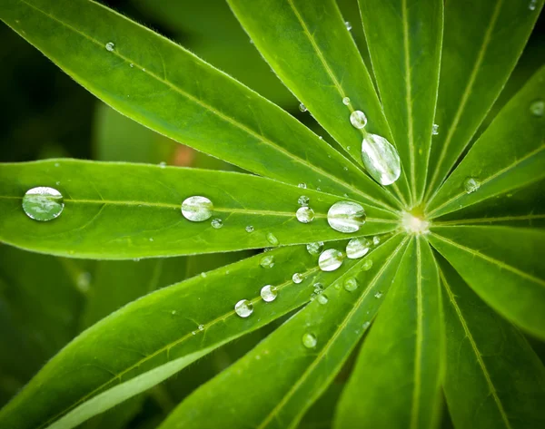 Gotas de agua en las hojas — Foto de Stock