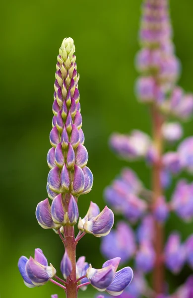 Lupino viola — Foto Stock