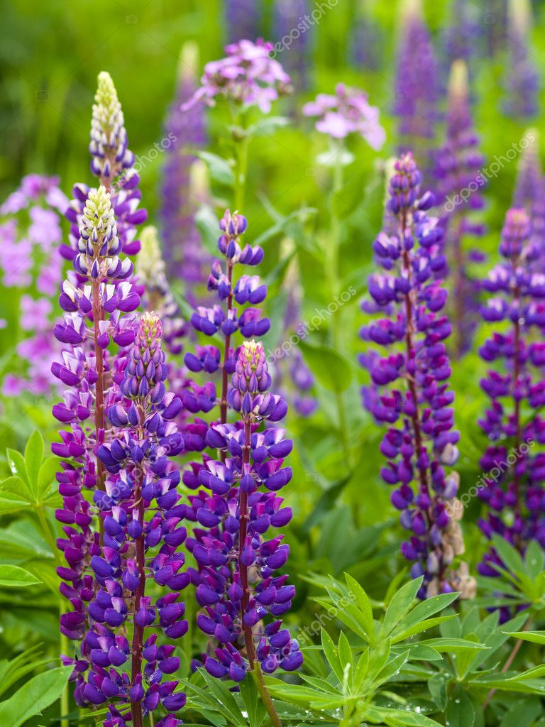 Lupin flowers — Stock Photo © bradcalkins 25873517