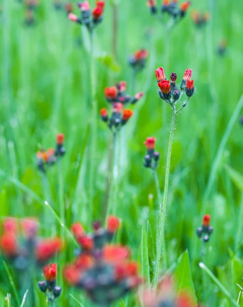 Pinceau indien fleur — Photo