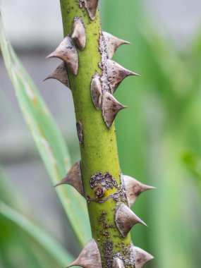 dikenli gül Bush
