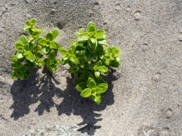 Plant growing in sand — Stock Photo, Image