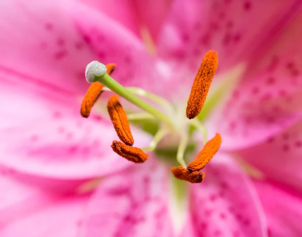 Lily de perto — Fotografia de Stock