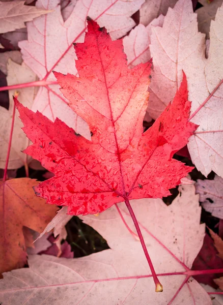 Feuille d'érable rouge — Photo