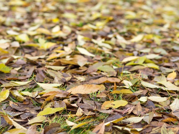Hojas de otoño amarillas y marrones — Foto de Stock