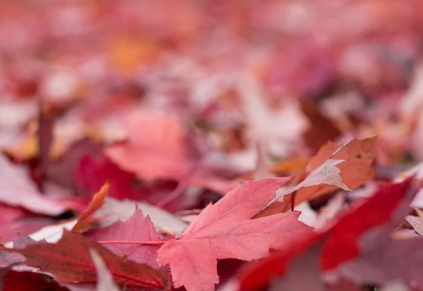 Feuilles rouges fond — Photo