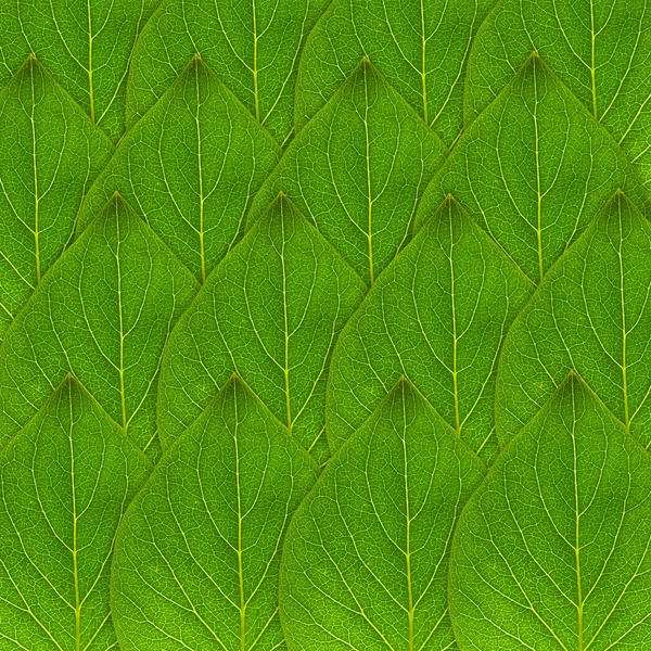 Green leaf background