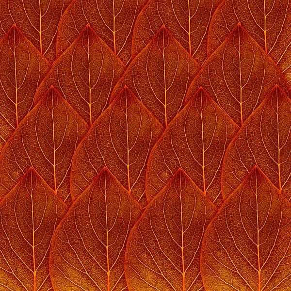 Vermelho folha de outono fundo — Fotografia de Stock