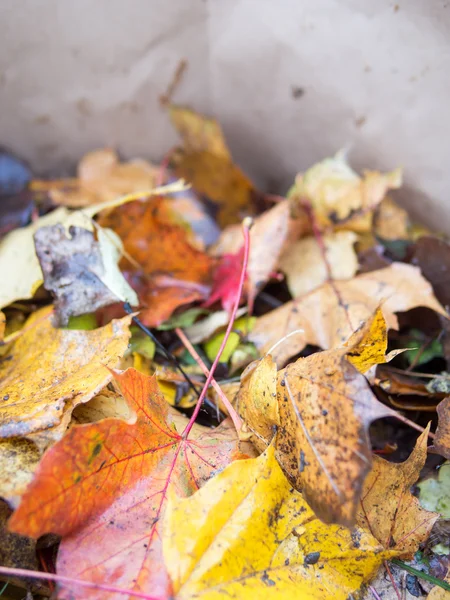 Hojas de otoño en bolsa —  Fotos de Stock