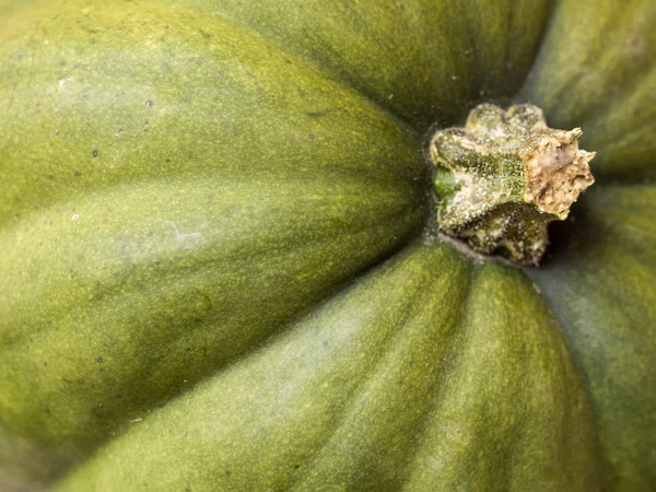 Squash — Stock Photo, Image