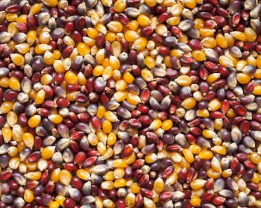 patlamış mısır çekirdekleri arka plan