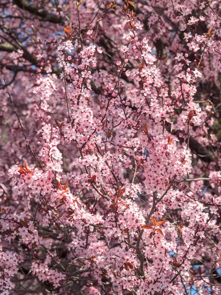 Pembe çiçekleri — Stok fotoğraf