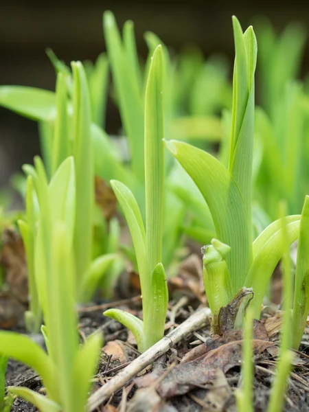 Groene planten in het voorjaar van — Stockfoto