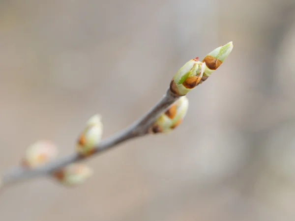 Nuevos brotes de primavera —  Fotos de Stock
