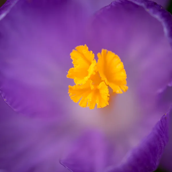 Astratto sfondo fiore — Foto Stock