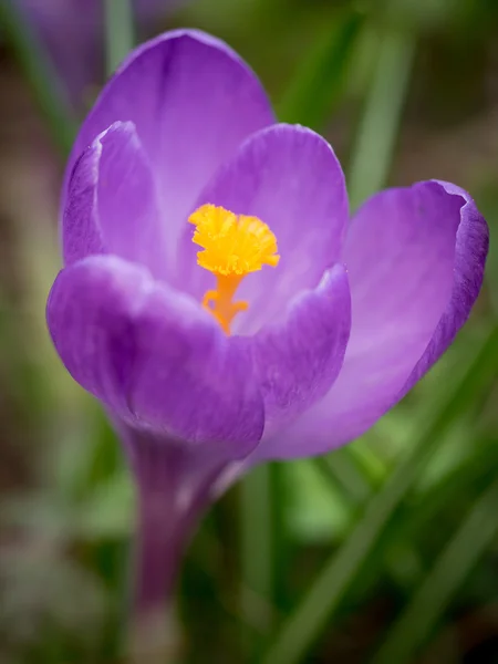 Krokus in bloei — Stockfoto