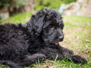 Labradoodle köpek yavrusu