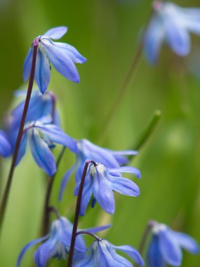 Bluebells Bahçe