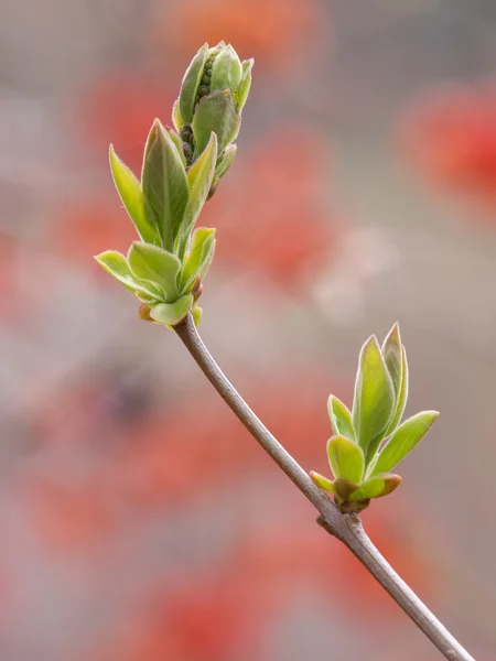 Botões de primavera — Fotografia de Stock