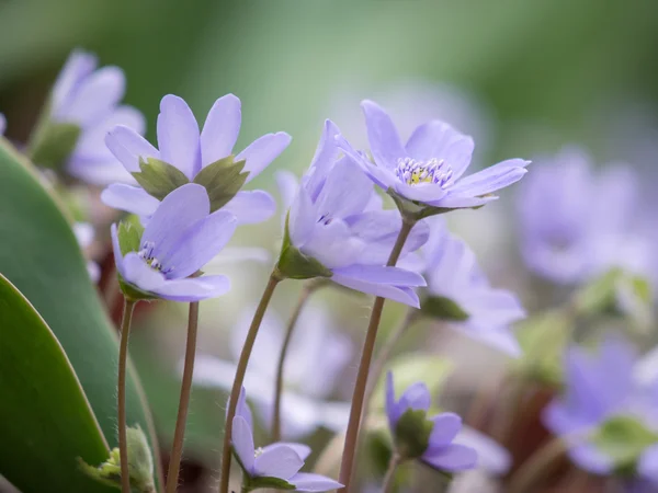 园中的紫色花朵 — 图库照片