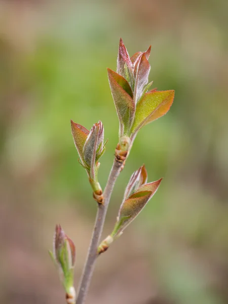 Bourgeons et feuilles de printemps sur les arbres — Photo