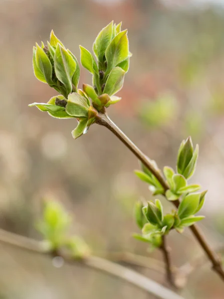 Botões de primavera e folhas em árvores — Fotografia de Stock