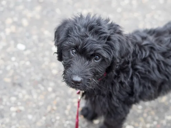 Labradoodle on leash — Stock Photo, Image