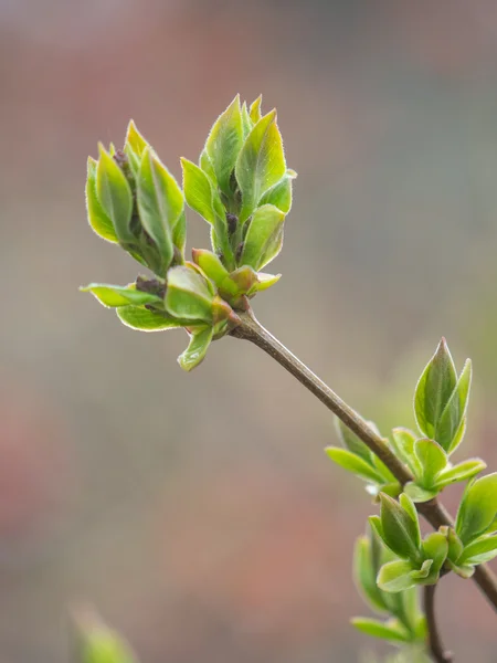 Bourgeons et feuilles de printemps sur les arbres — Photo