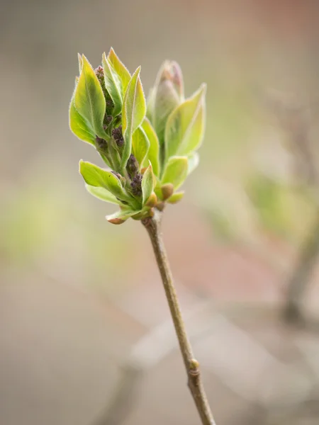 Brotes de primavera y hojas en los árboles —  Fotos de Stock