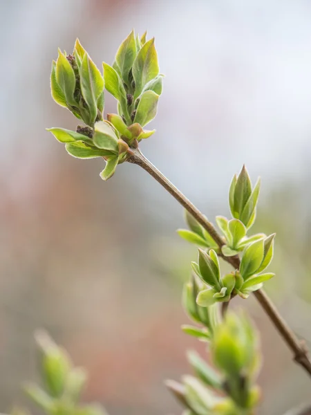 Brotes de primavera y hojas en los árboles —  Fotos de Stock