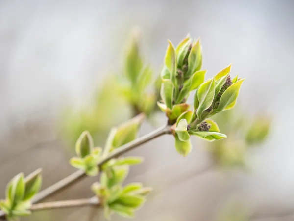 Jarní pupeny a listy na stromech — Stock fotografie