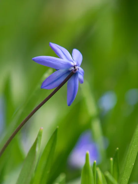 Campanas azules en el jardín — Foto de Stock