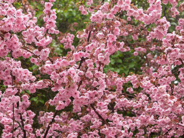 Rosafarbene Frühlingsblüher — Stockfoto
