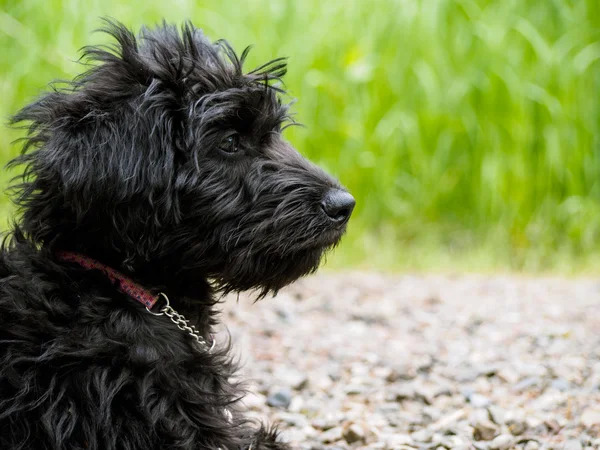 Labradoodle štěně — Stock fotografie