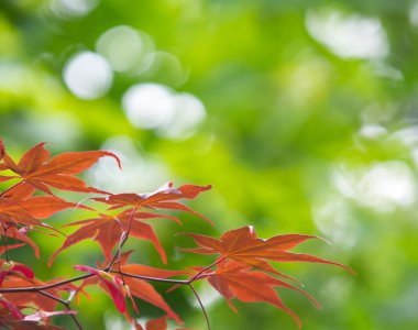 yaprakları arka plan