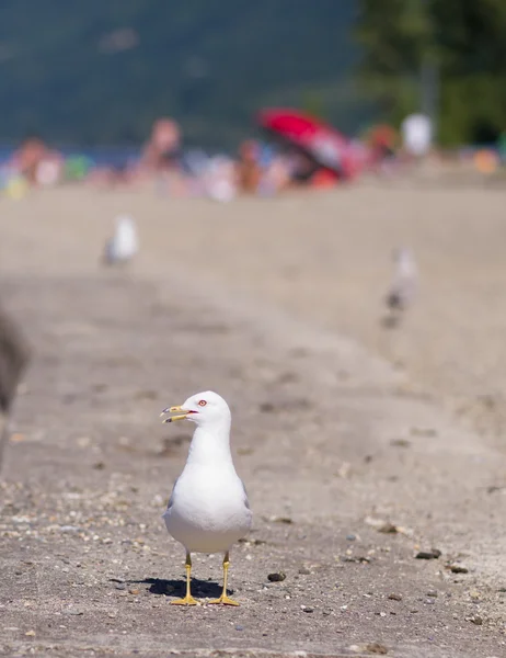Seagull on beach — Stock Photo, Image
