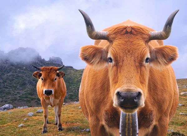 Pascolo di mucca . — Foto Stock