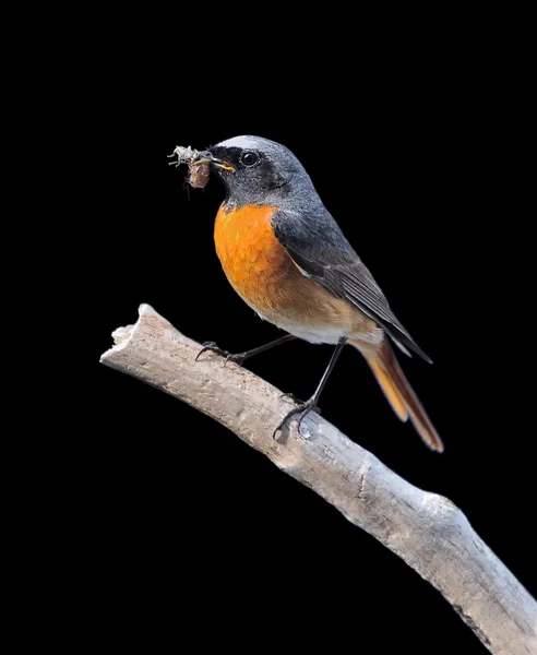 Redstart. — Φωτογραφία Αρχείου