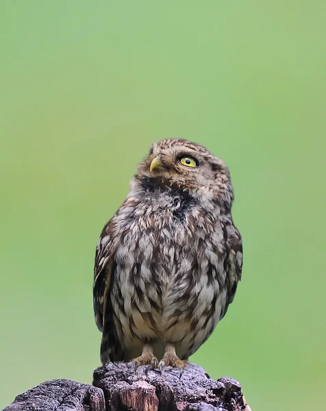 Uiltje. — Stockfoto