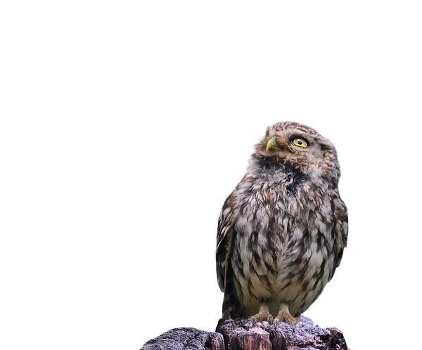 Little Owl. — Stock Photo, Image