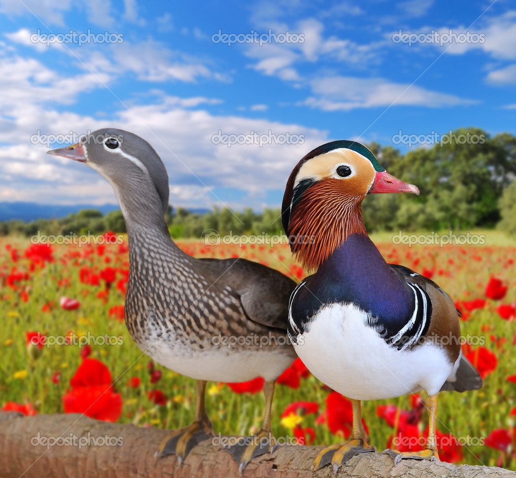 Patos Mandarin Imagenes Fotos De Stock Libres De Derechos Depositphotos Patos Mandarin Imagenes Fotos De Stock Libres De Derechos Depositphotos