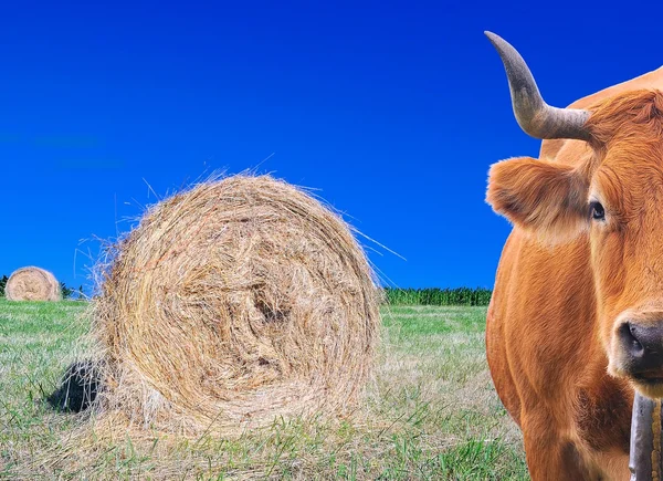 Cow grazing. — Stock Photo, Image