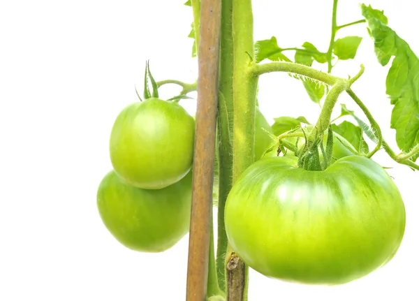 Gröna tomater. — Stockfoto